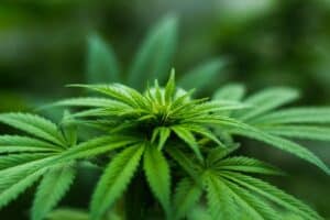Can Maryland Police Officer Arrest or Search Me if They Smell Marijuana / Cannabis?